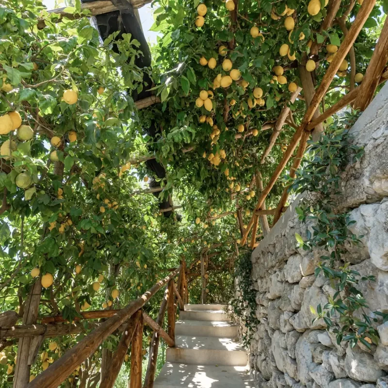 Lemon tour - immagine 3